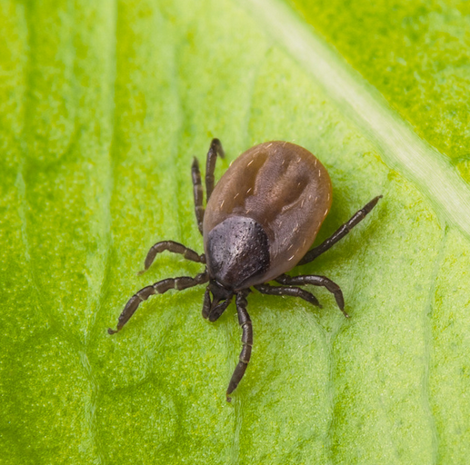 Tick Talk – What You Should Know