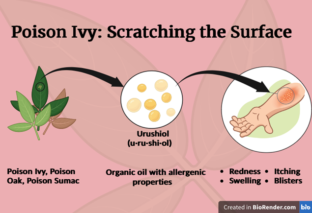A graphic showing what the plants look like, and an arrow pointing to a rash with the caption: redness, itching, swelling, and blisters.